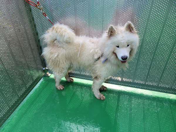 영월군 동물보호센터_442427202400306